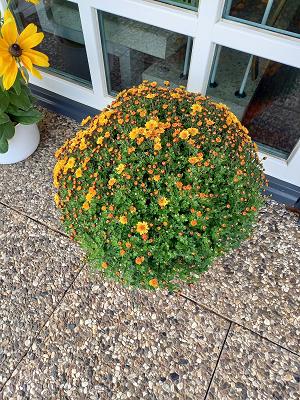 Peters Herbert Gärtnerei