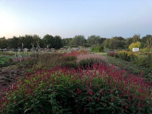 Härlen Staudengärtnerei