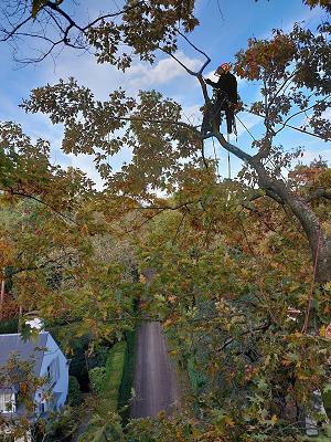 Kai Krüger - Baumpflege und Gartenpflege