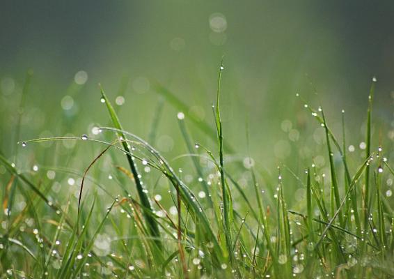 Christian Lang Gartenbau GmbH & Co. KG