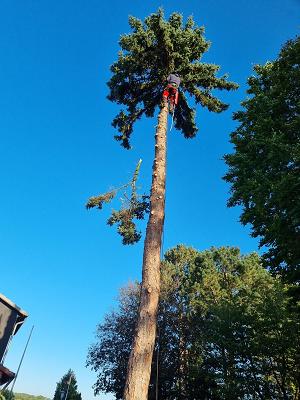 Moisburger Baumdienst