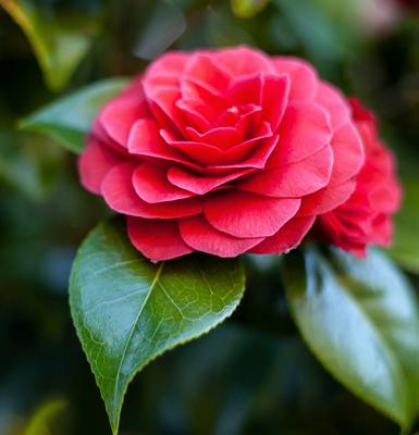 Kamelien Malte Fischer