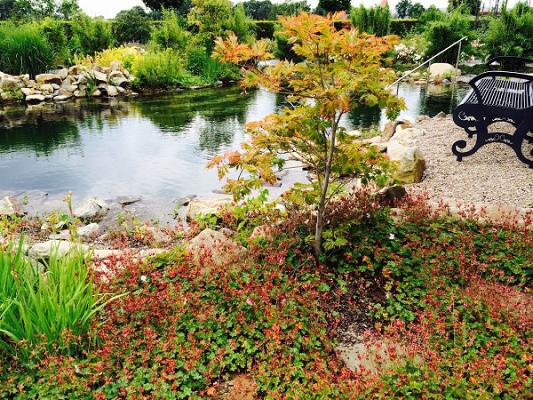 ARBOR Gartenbau & Design