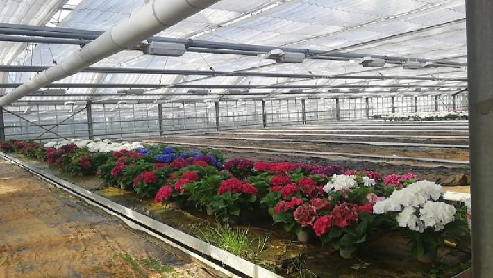 Ahrens Blumen & Pflanzen