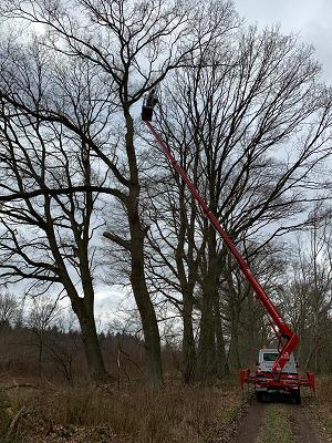 Miro Kleinichen - Baumpflege