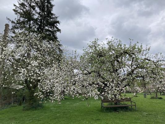Rosengarten Jurisch