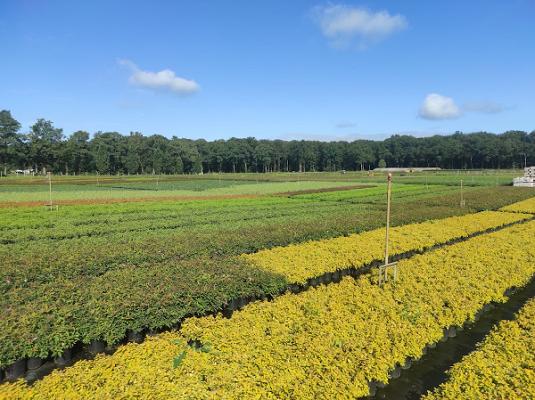 Gerd Jeddeloh Oldenburger Pflanzen GmbH