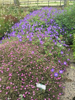 Staudengärtnerei Wichmann