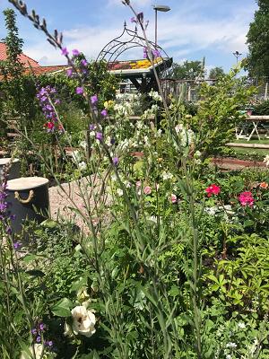 Andi's Bienengarten Wiefelstede