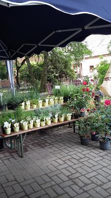 Baumschule Jens Wachtendorf