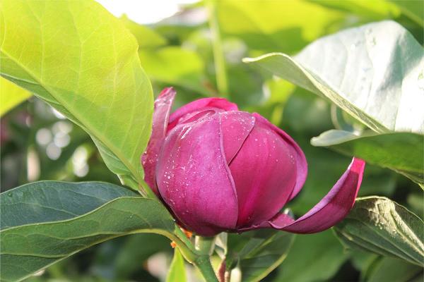 Schwerter Pflanzen GmbH