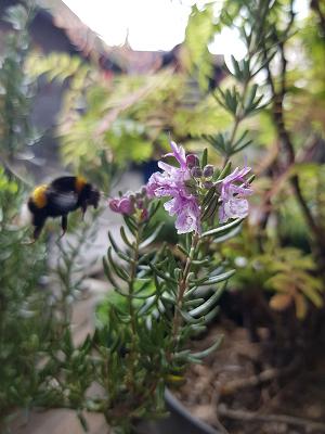 Der Deichgärtner -Baumschule&Privatverkauf-