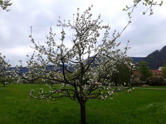Greenline Gartenservice