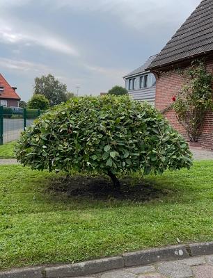 Gartenpflege Mehrmann