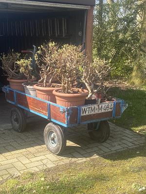 Garten und Landschaftsbau Schoon