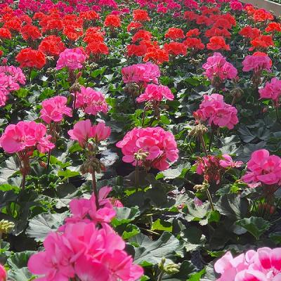 Eyke Fremy Gärtnerei