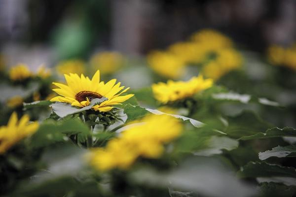 Gärtnerei Otten GbR, die Schöngärtnerei
