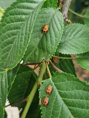 Garten und Landschaftsbau Fewoservice Wolf