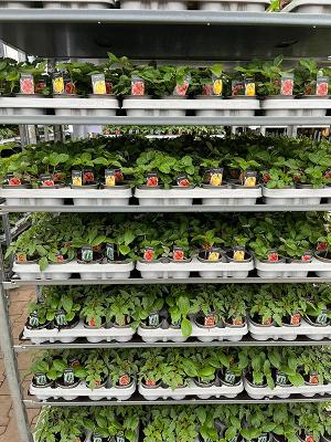 Gartenbau Günther Graalfs