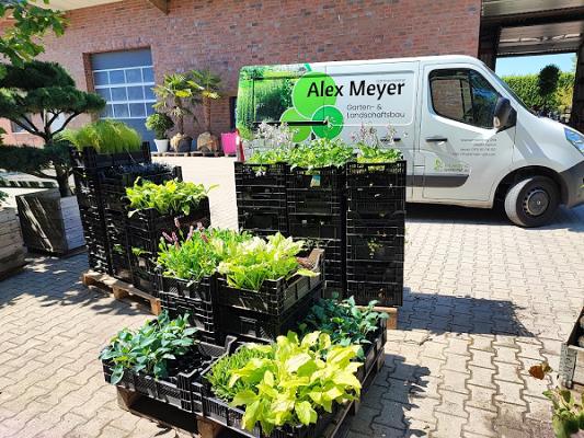 Alex Meyer Garten-& Landschaftsbau