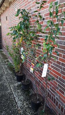 Pflanzenhandel Habbe Meinen