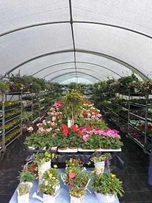 Hermanns Pflanzenhof Gronewold