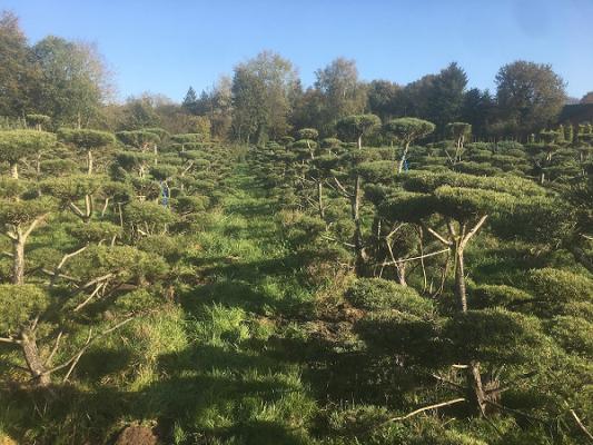 Baumschule Gartengestaltung Eike Ahlers