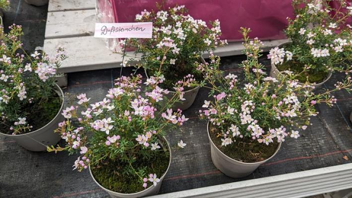 Gartenbau Wolf - Blumen-HOF-Laden