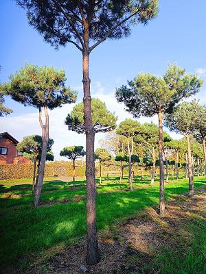 Detert J. Burmann Baumschulen