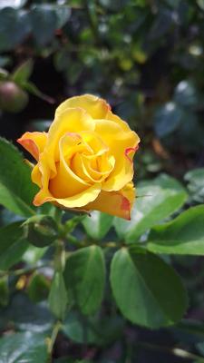 Baumschule Pflanzencenter Niehüser