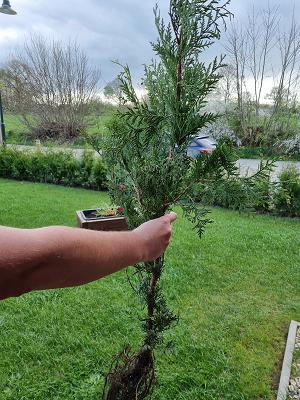 Pflanzhits Onlineshop