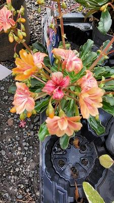 Gartenshop Grünes und Schönes