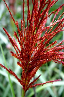 Staudengärtnerei Mühring