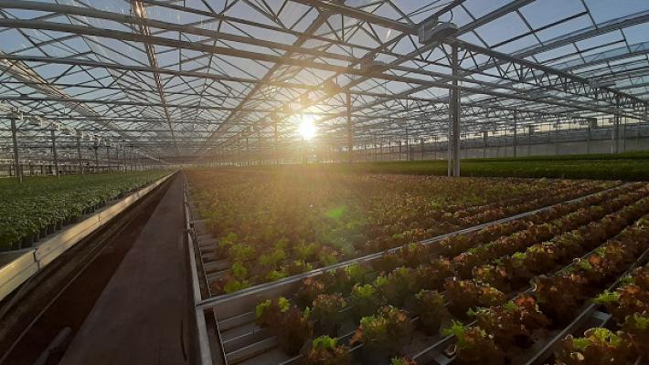 Friedrich Schulz Gartenbau GmbH&Co.Kg