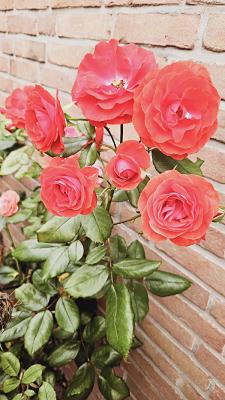 Garten Service. Brake