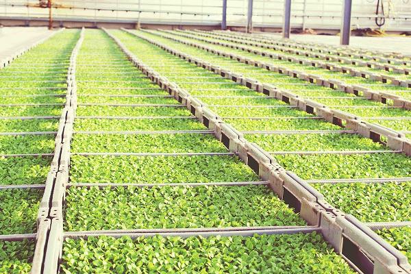 Gartenbau Homann GbR