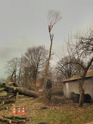3d Garten- und Forstdienstleistungen