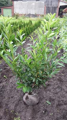 Baumschule Lothar Maraun