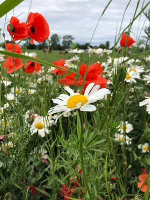 Wehrmann´s Lärchenhof GmbH