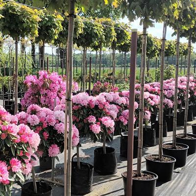 Baumschule Horstmann "Ganderkesee"