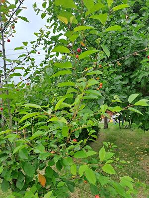 Gartenpflege Nazari