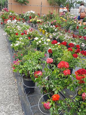Petra Rosenbrock Baumschulen & Gartengestaltung
