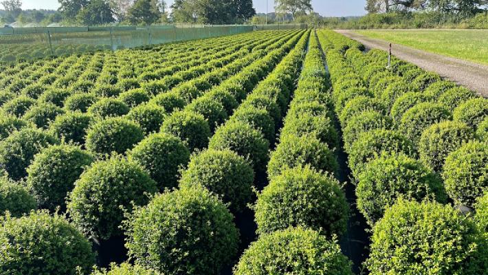 Villmann - Baumschulen und Pflanzen