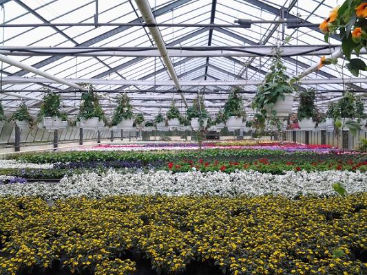 Gärtnerei Gänshirt