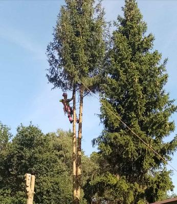 Baumfällung Höppner