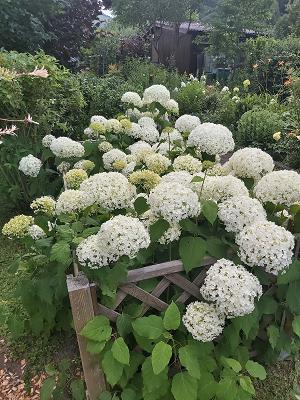 Gartenfreunde Oberkochen e.V.