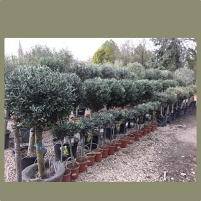 Mediterrane Pflanzen Schmitt Inh. Achim Schmitt