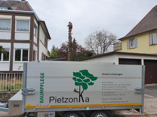 Baumpflege Pietzonka # Baumfällung