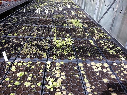 Gartenbau Weilbrenner