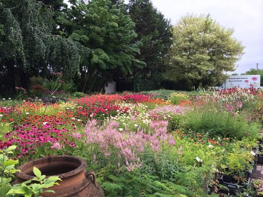 Staudengärtnerei Kirschenlohr